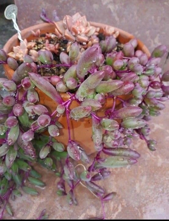 Amazon.co.jp: 多肉植物 ルビーネックレス カット苗 + 抜き苗 Amazon.co.jp: 多肉植物 ルビーネックレス カット苗 + 抜き苗