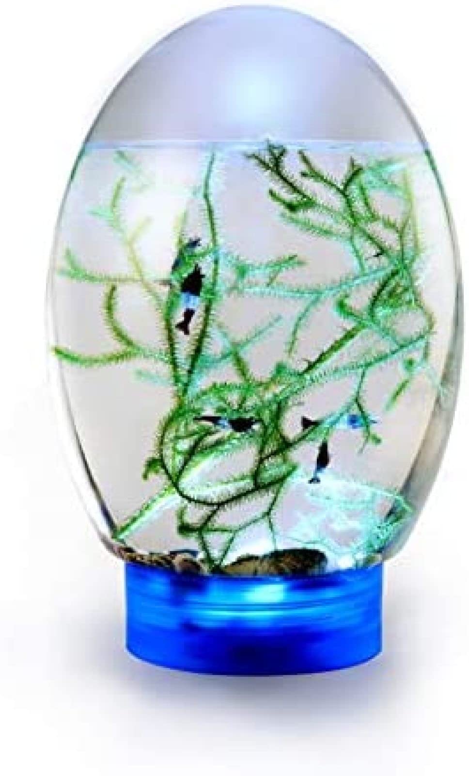 Ecosistema acuático Cerrado Ecosphere, con pecera de Escritorio con Base LED