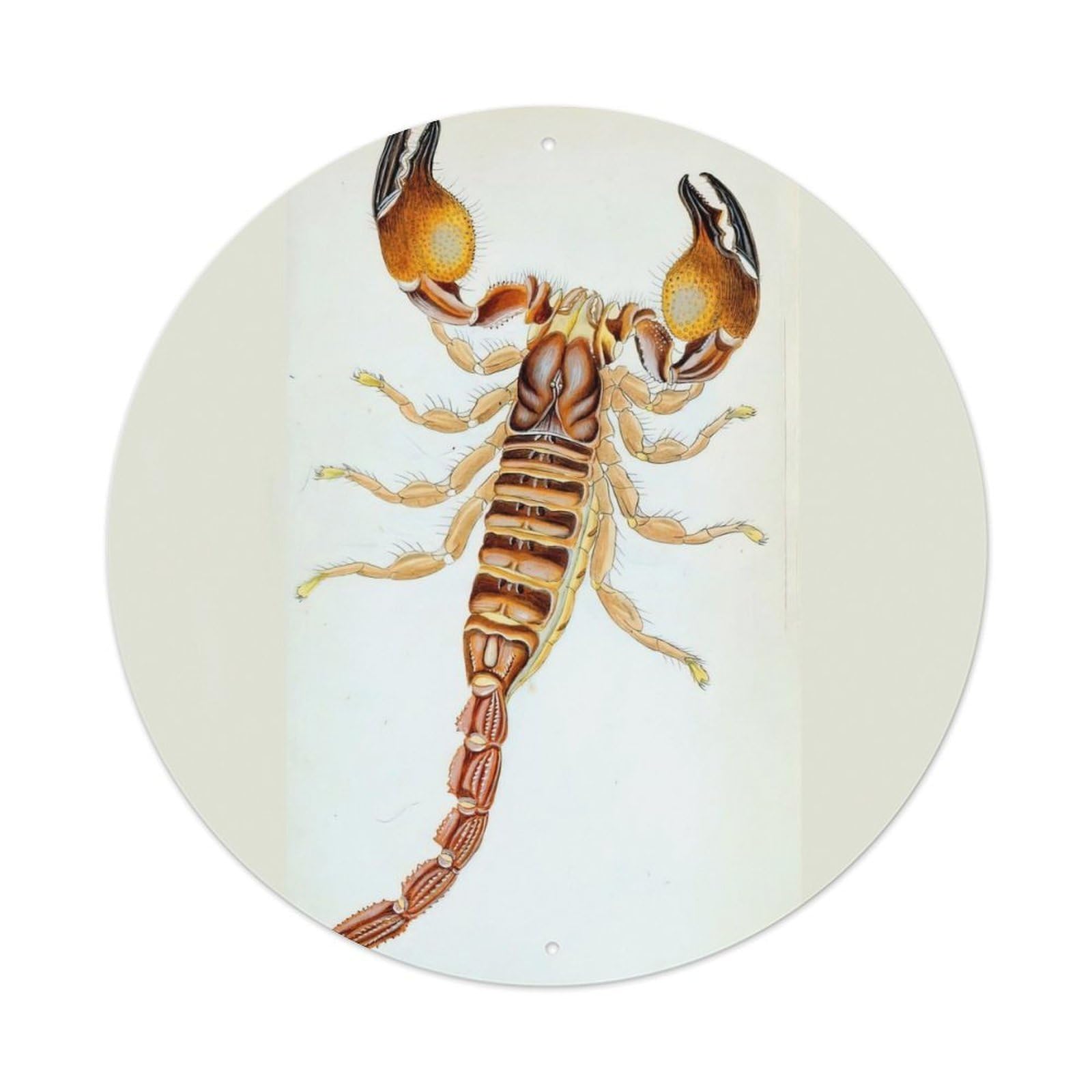 Scorpion Vintage Animal Artwork Vintage Metal Tin Sign Plaque Wall Decor for Cafe, Club Bar, Office, Garden Metal Poster 8x8Inch