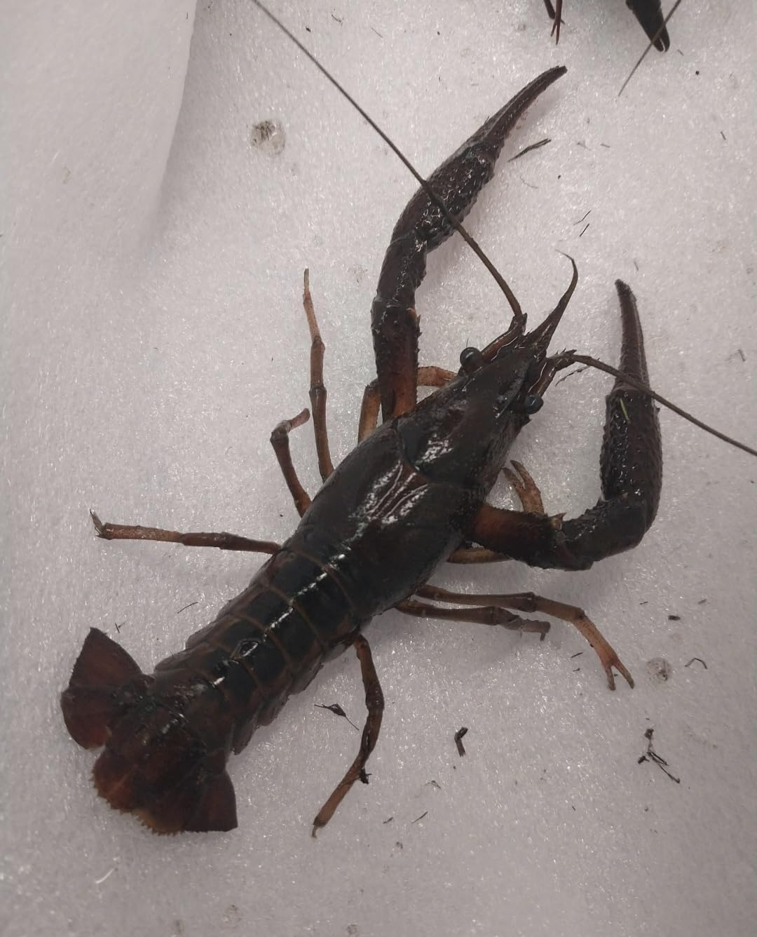 1 Live Breeding Pair of Pet Crayfish 1 Male, 1 Female Stocking Ponds or Large Aquarium - Size Will Vary depending on Availability. Can not Ship to Michigan, Minnesota, Ohio, Wisconsin and Alaska