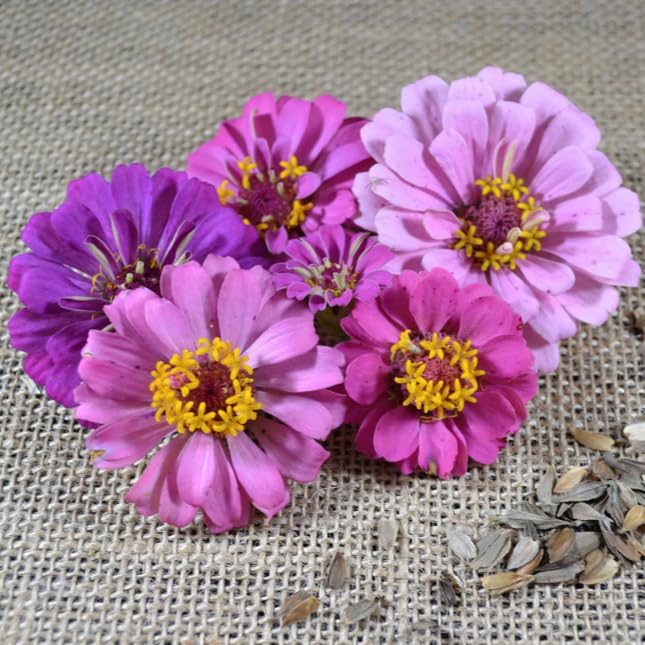 サキナ lavender Sulky 40 Wt. Rayon Thread- Lavender - 850 yd. Spool