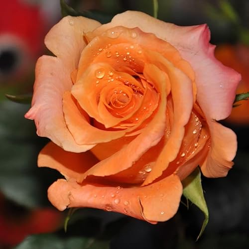 Miniatura 5 de Planta viva de rosas para plantar, rosa lista para plantar, 5-8 pulgadas de alto, rosas fragantes (naranja)