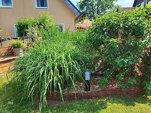 Beeteinfassung Weide 30 cm x 60 cm 10er Set - Weiden Steckzaun als Beetumrandung oder Gartenabgrenzung