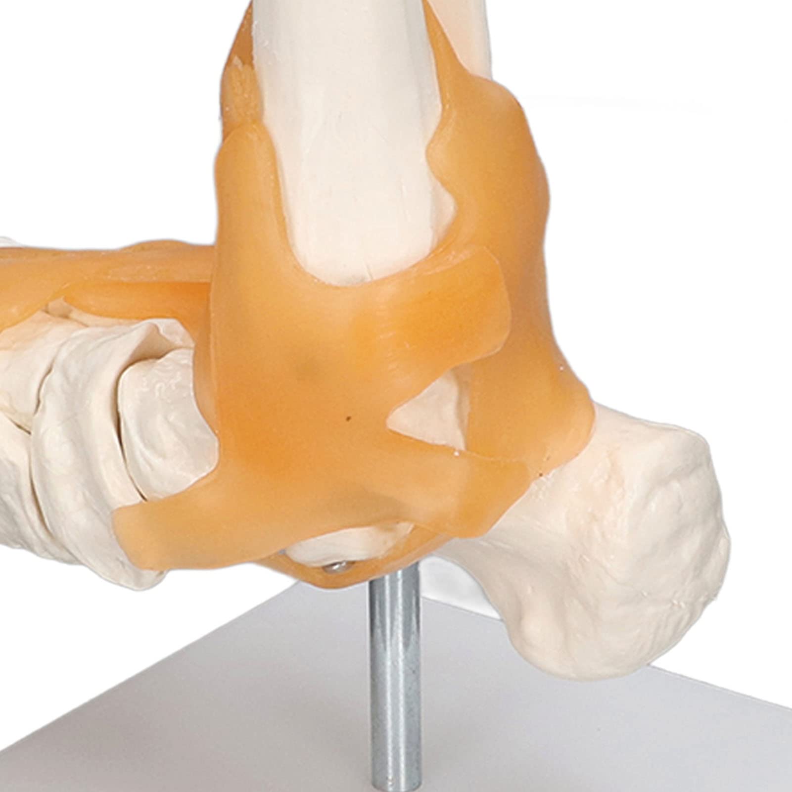 1:1 Naturalnej Wielkości Anatomiczny Model Ludzkiej Stopy Z Więzadłami I Kośćmi, Odlany Dla Lekarzy, Studentów I Materiałów Referencyjnych, Realistycznie Zaprojektowany I Wykonany Z Trwałych Ma