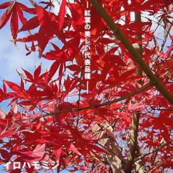 同梱 イロハモミジ 紅葉 苗木 61hN62VptXL._UF350,350_QL50_.jpg