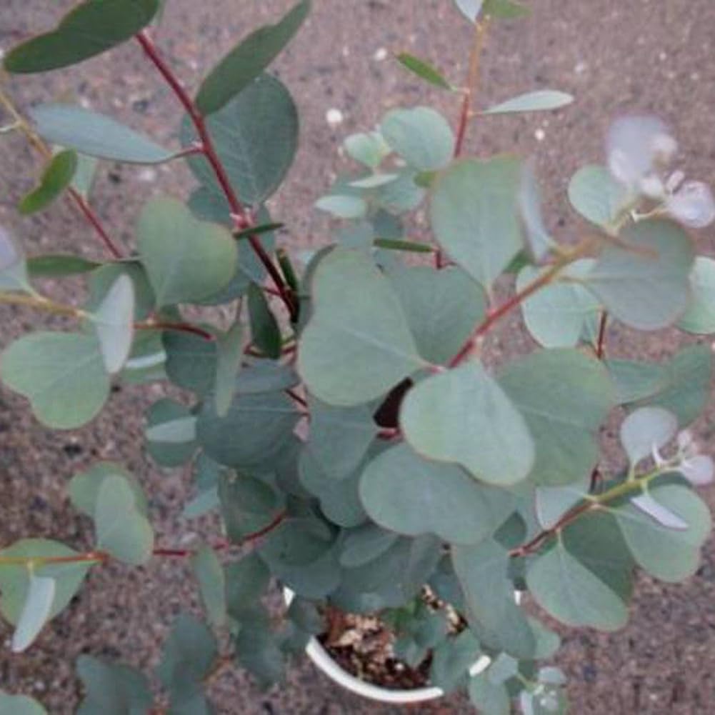 Eucalyptus Arbre Graines, 30 Graines Bonsaï Plante Aromathérapie Décoration Maison