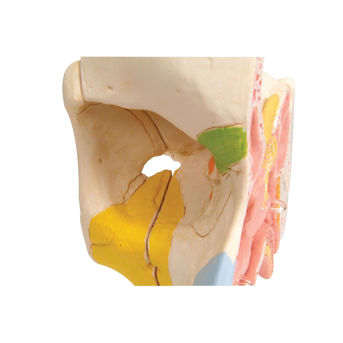 3B Scientific® Naso con Seni Paranasali – Modello Anatomico Umano Ingrandito in 5 Parti + Smart Anatomy App (Garanzia di 5 Anni)