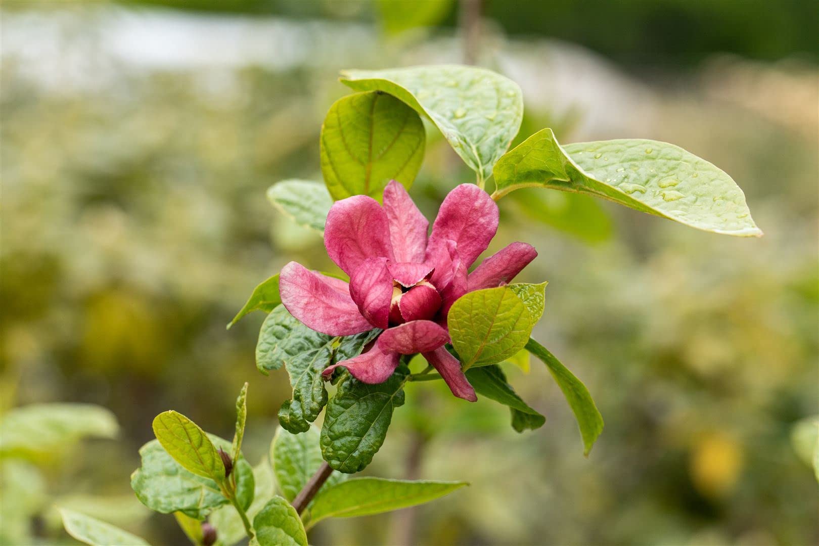 Gewürzstrauch Sinocalycanthus raulstonii Hartlage Wine 80-100 cm winterhart