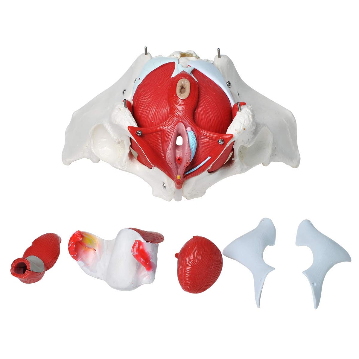 Model Dna Miednicy, Kobiecy Model Dna Miednicy Z Mięśniami, Model Anatomiczny Mięśni Dna Miednicy Z Ruchomymi Narządami, Do Nauczania Medycznego