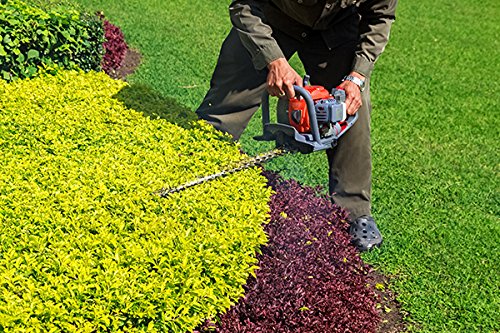 Creative Farmer Seeds For Outdoor Garden Damyanti Hedge Plant Unique Plant Seeds 20 Seeds Kitchen Garden Seeds Pack (B078R7CHJ2) Amazon Price History, Amazon Price Tracker