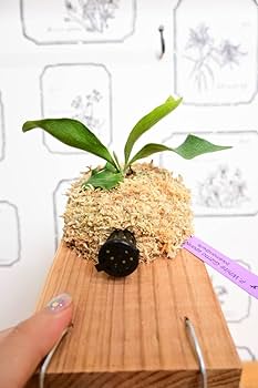 Amazon.co.jp: P.White Gizmo spored①在庫僅か ＠ビカ森wife