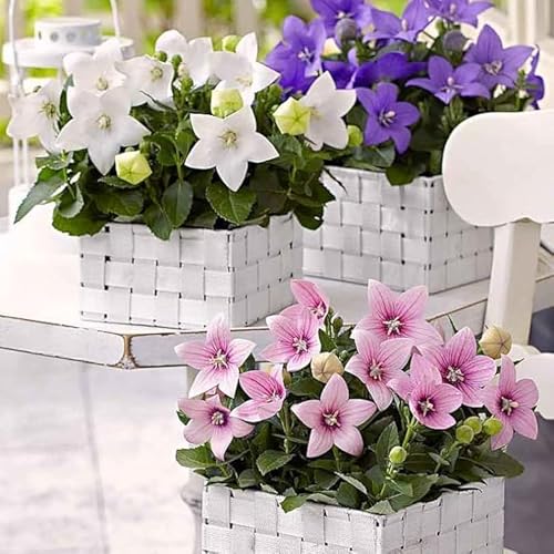 Votaniki Mix Platycodon Grandiflorus (Balloon Flower) Bare Roots — Perennials for Stunning Garden Displays | Long-Lasting Blooms, Easy to Grow (6 Pack)