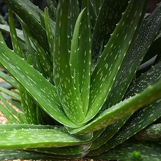 100 pcs Aloe Vera Seeds - Sustainable Gifts for Women Succulent Plant, Garden, Kitchen, Seeds, Office Plants Wild herbaceous Seeds Hardy Potted Plants Kitchen Herbs Plants Exotic Plants