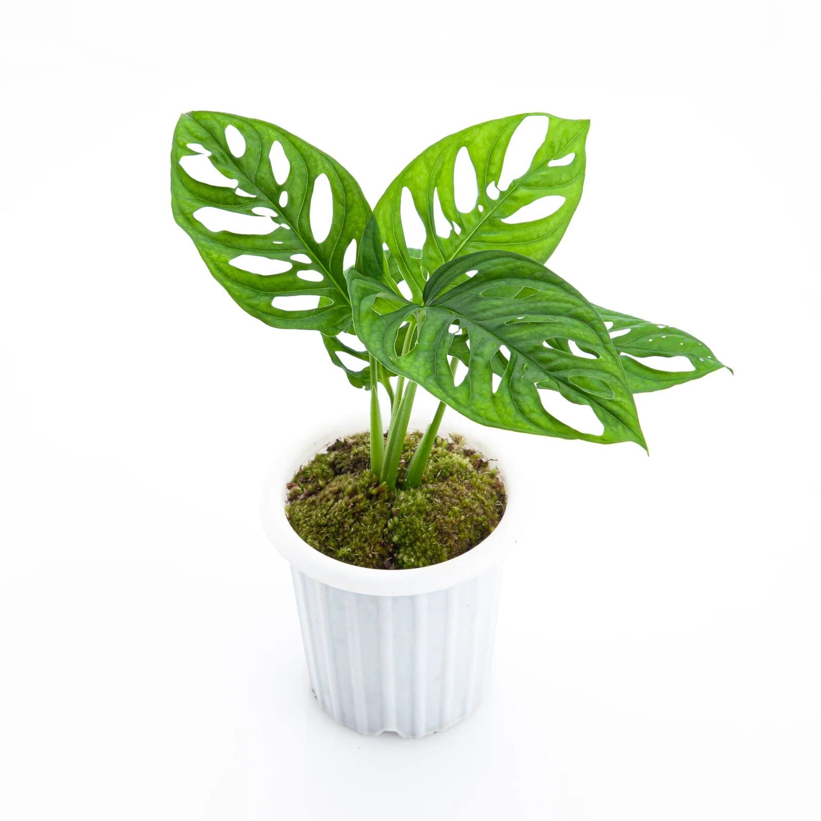 Amazon.com : Premium Monstera Acuminata Planting Mix - Promotes Steady  Growth and Vibrant Leaves by Gardenera - 10 Quart (2 Bags of 5 Quart) :  Patio, Lawn & Garden