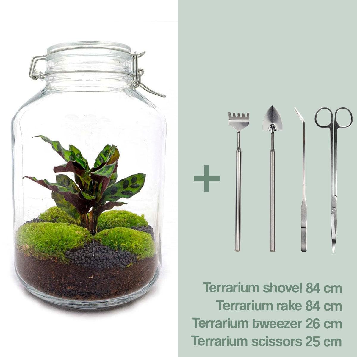 Terrario DIY de Vidrio con Calathea, Decoración de Interior, Verde, 28 cm