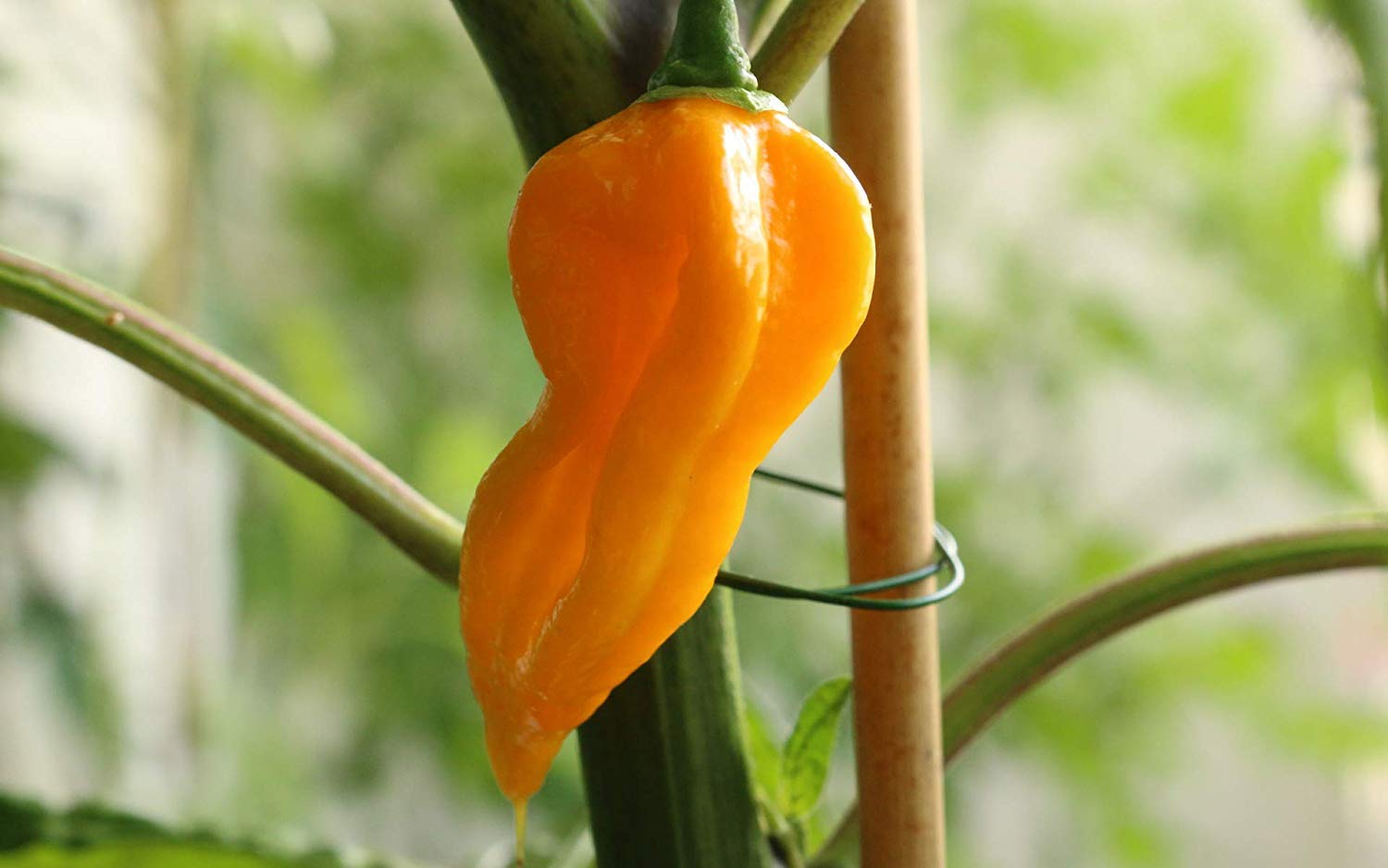 Golden Hills Farm Bhut Jolokia Orange Ghost Chilli Pepper 100 seeds (B07P2M99M1) Amazon Price History, Amazon Price Tracker