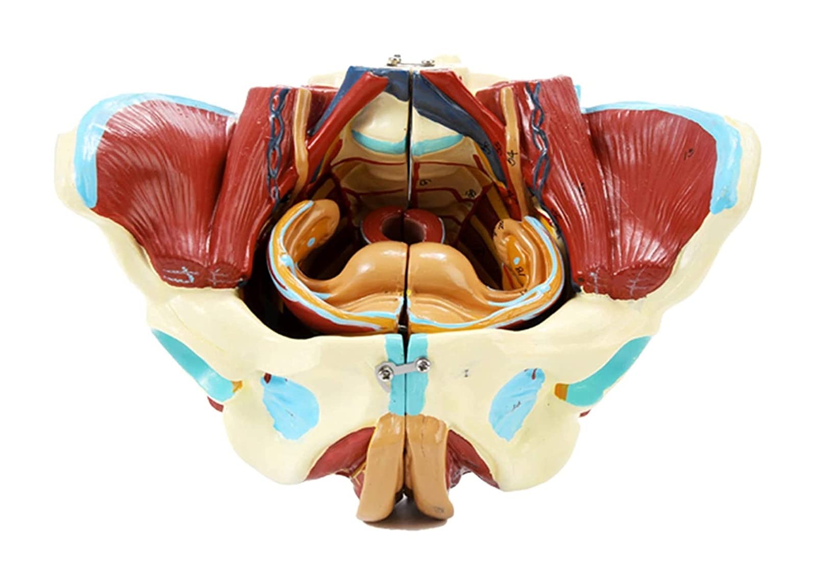 Kobiecy Model Miednicy, Medyczna Miednica Anatomiczna, Mięśnie Nerwów Naczyniowych, Model Anatomiczny, Anatomiczny Model Narządów Ludzkich