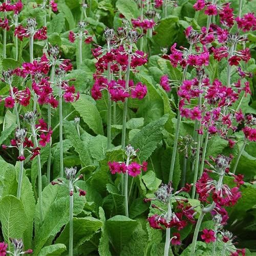 Plant World Seeds Primula Pulverulenta Seeds (Perennial Flower Seeds) Amazon.co.uk Garden