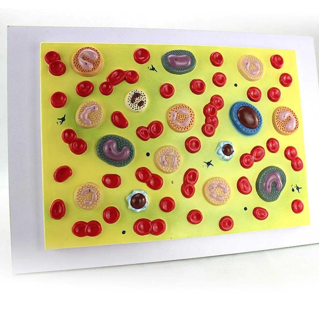 Model Anatomiczny Ludzkich Krwinek 2000 Razy Powiększanie, Hematologia Materiału PVC, Medycyna Wewnętrzna, Patofizjologia, Medyczne Materiały Dydaktyczne.