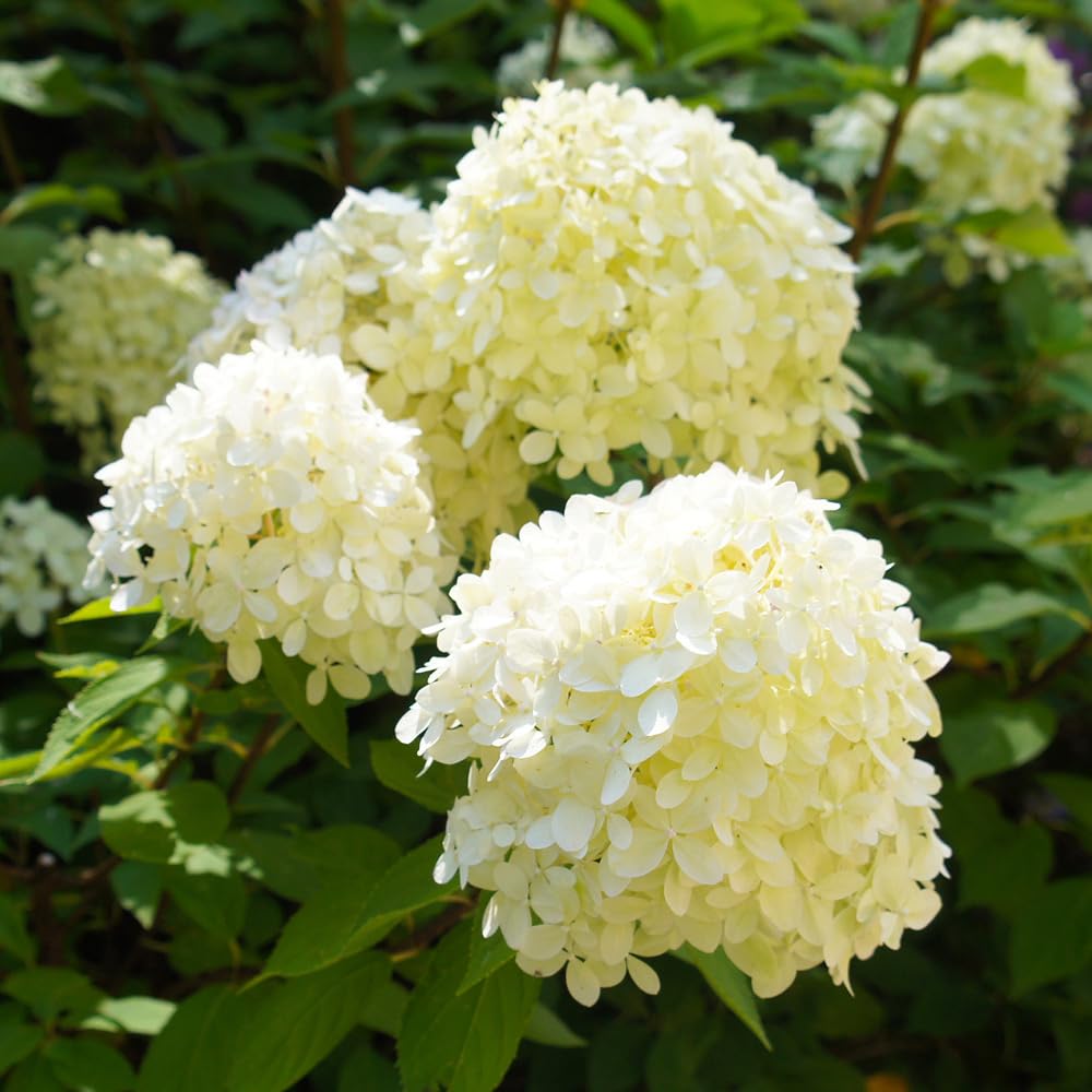You Garden - 1 x Hydrangea paniculata 'Silver Dollar' in a 7/9cm Plant Pot White Hydrangea Plants Outdoor for Gardens, Supplied as 1 x Plants Outdoor Garden Ready, Strong White Summer Plants