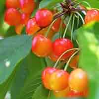 61hOESF3JJL._AC_SY200_QL15_.jpg