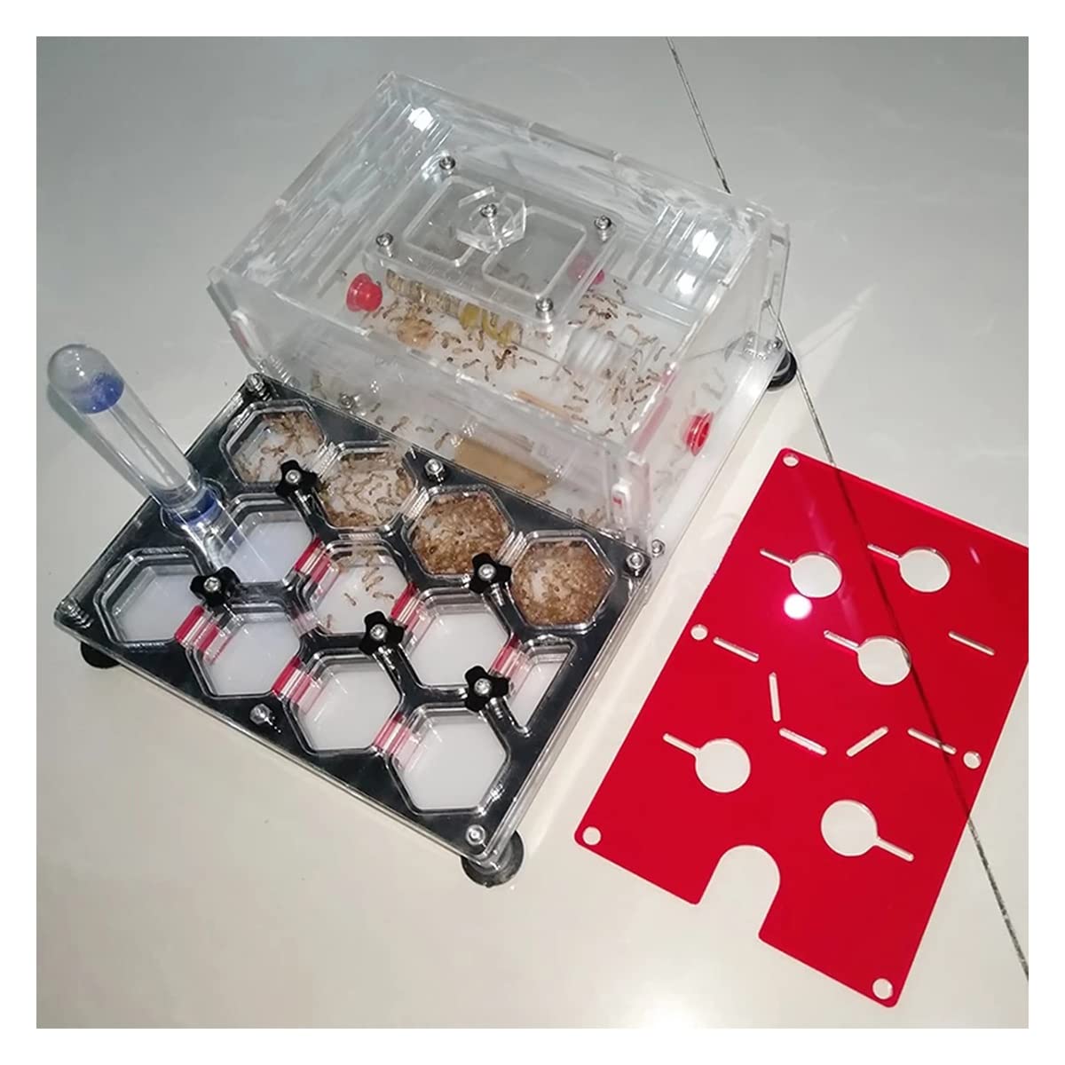 Nid d'abeille pour fourmis avec réservoir d'eau habitat acrylique anti-évasion