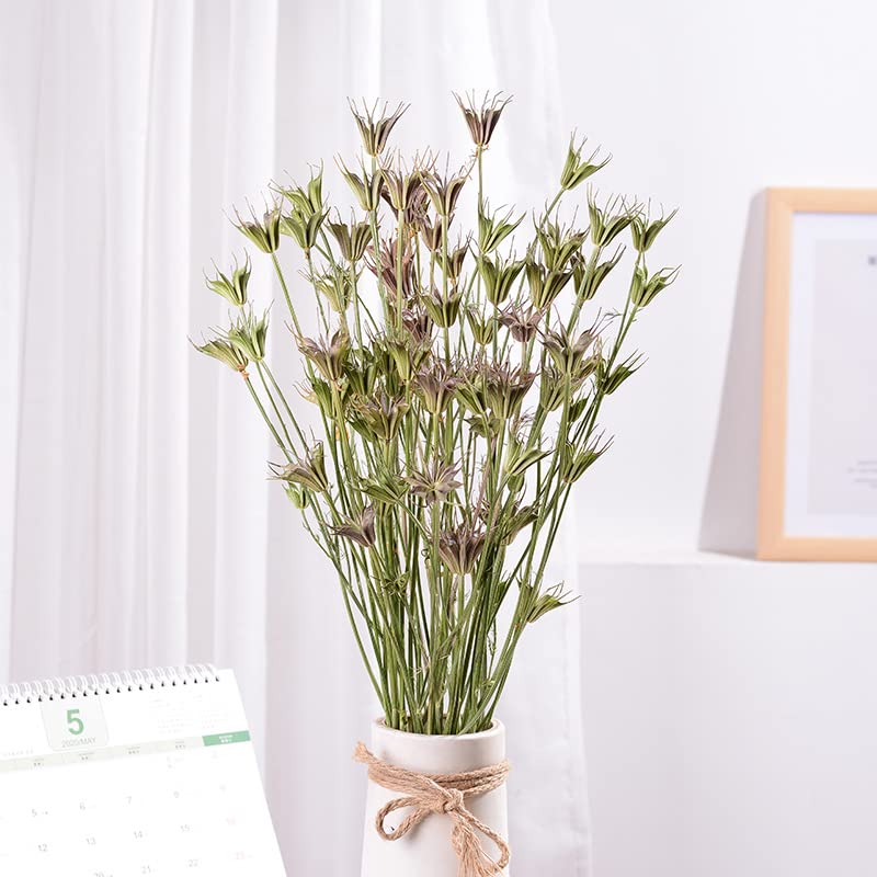 Dried Nigella Natural Flowers/Dried Flowers/Preserved