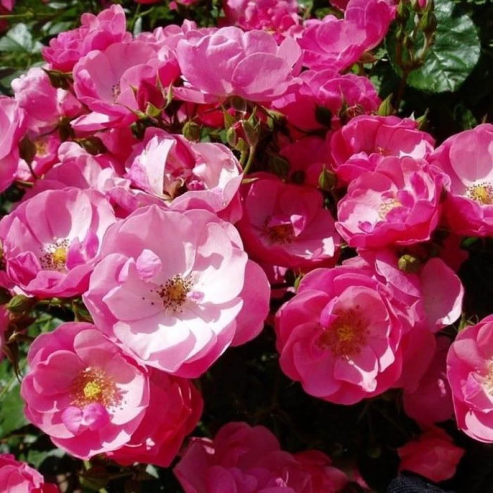 YouGarden Angela's Rose, 1 x 4 Litre Pot, Ready to Plant