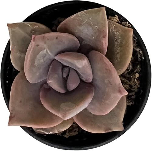 Miniatura 4 de Sprout N Green Graptopetalum - Caramelo de arcoíris, planta suculenta viva rara totalmente enraizada en maceta de 2 pulgadas, decoración de boda en