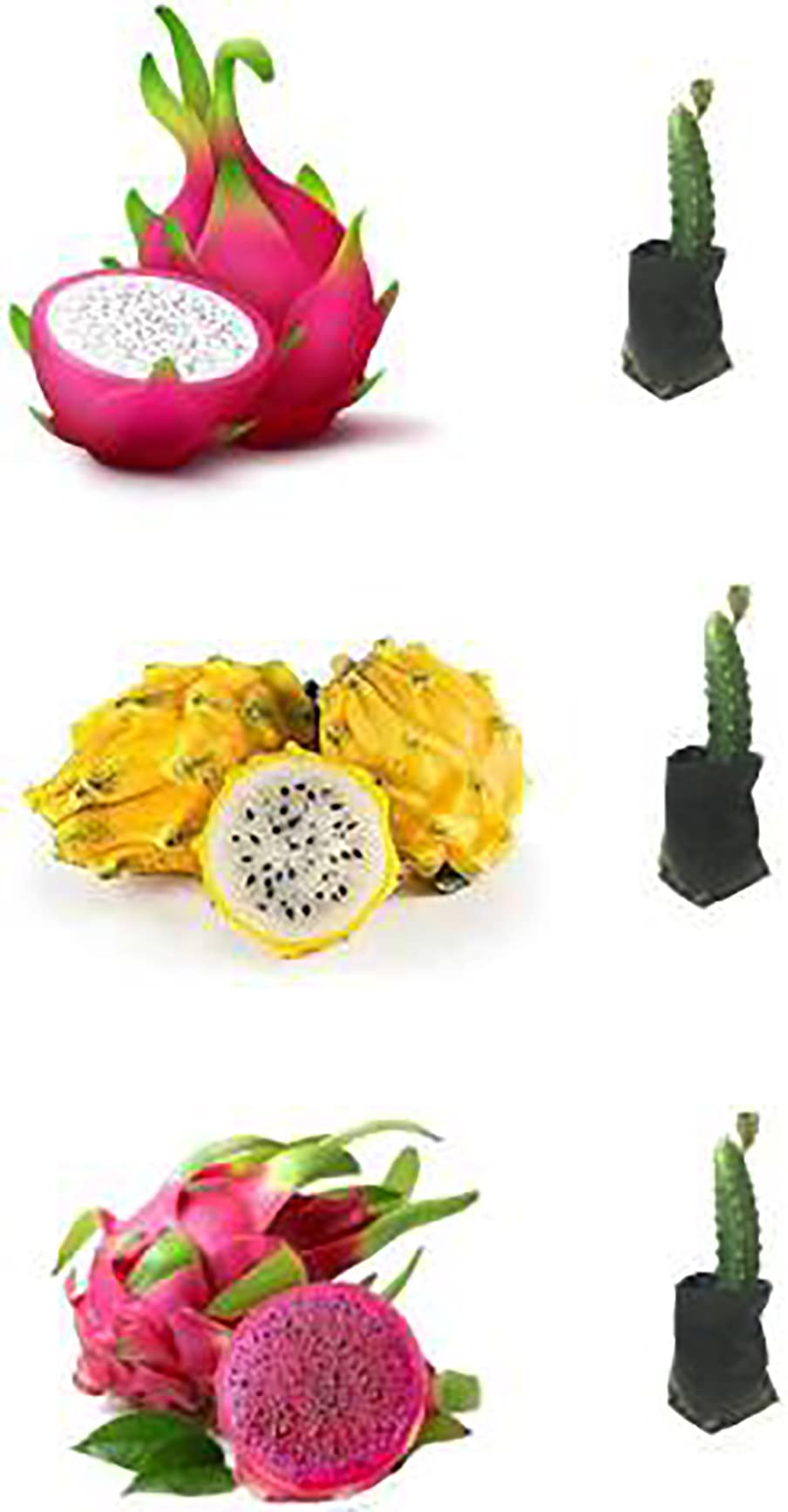 Platone White Flash + Yellow Flash + Red Flash Dragon Live Plant (Pack of 3) (B09QZKTB31) Amazon Price History, Amazon Price Tracker