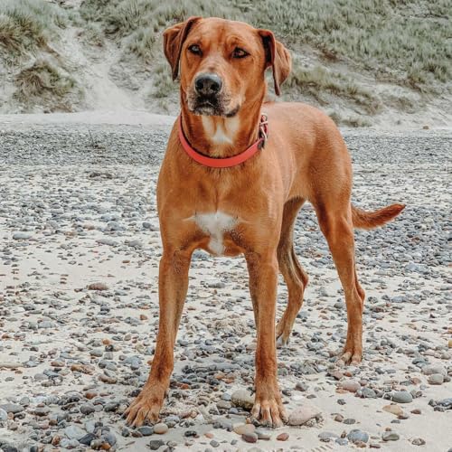 HUNTER Hundehalsband CONVENIENCE COMFORT, Farbe: neonorange, Mit Neopren-Polsterung, witterungsbeständig, pflegeleicht, ideal für Sport & Freizeit, Größe: 50