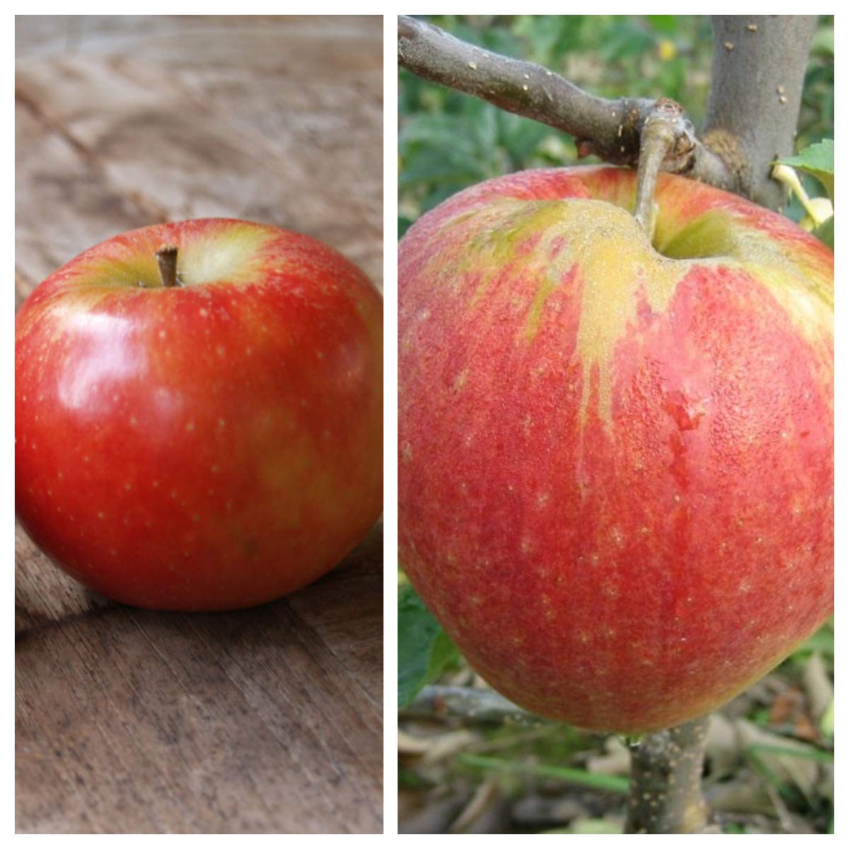 Duo-Apfelbaum mit der Kombinationen Elstar und Jonagold 7,5 L auf M7