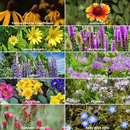 Package-of-80000-Wildflower-Seeds-Save-The-Bees-Wild-Flower-Seeds-Collection-19-Varieties-of-Pure-Non-GMO-Flower-Seeds-for-Planting-Including-Milkweed-Poppy-and-Lupine Package-of-80000-Wildflower-Seeds-Save-The-Bees-Wild-Flower-Seeds-Collection-19-Varieties-of-Pure-Non-GMO-Flower-Seeds-for-Planting-Including-Milkweed-Poppy-and-Lupine