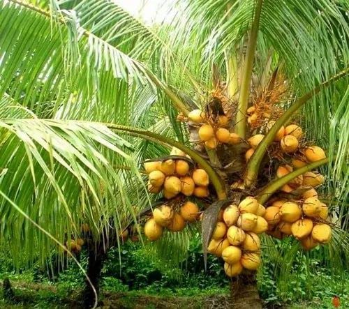 Live ORANGE DWARF COCONUT TREE (HYBRID, PACK OF 01)
