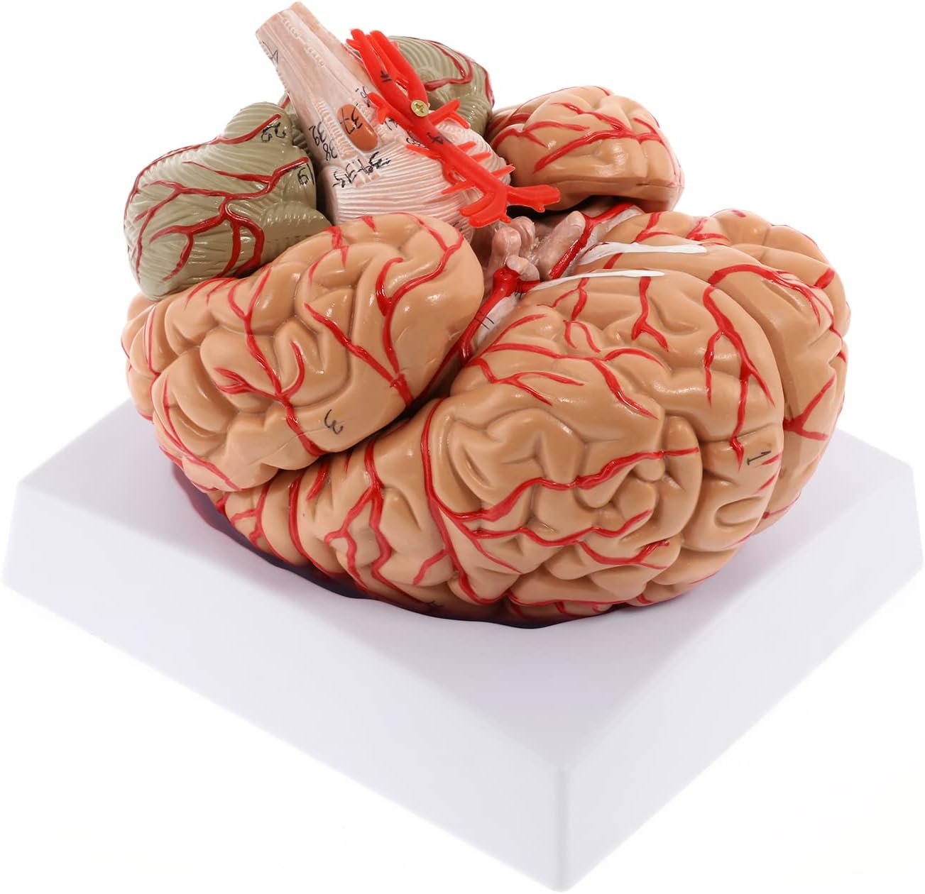 Human Brain Model - 8-Part Life Size Anatomical Model With Display Base & Color-Coded Artery for Science Classroom Study
