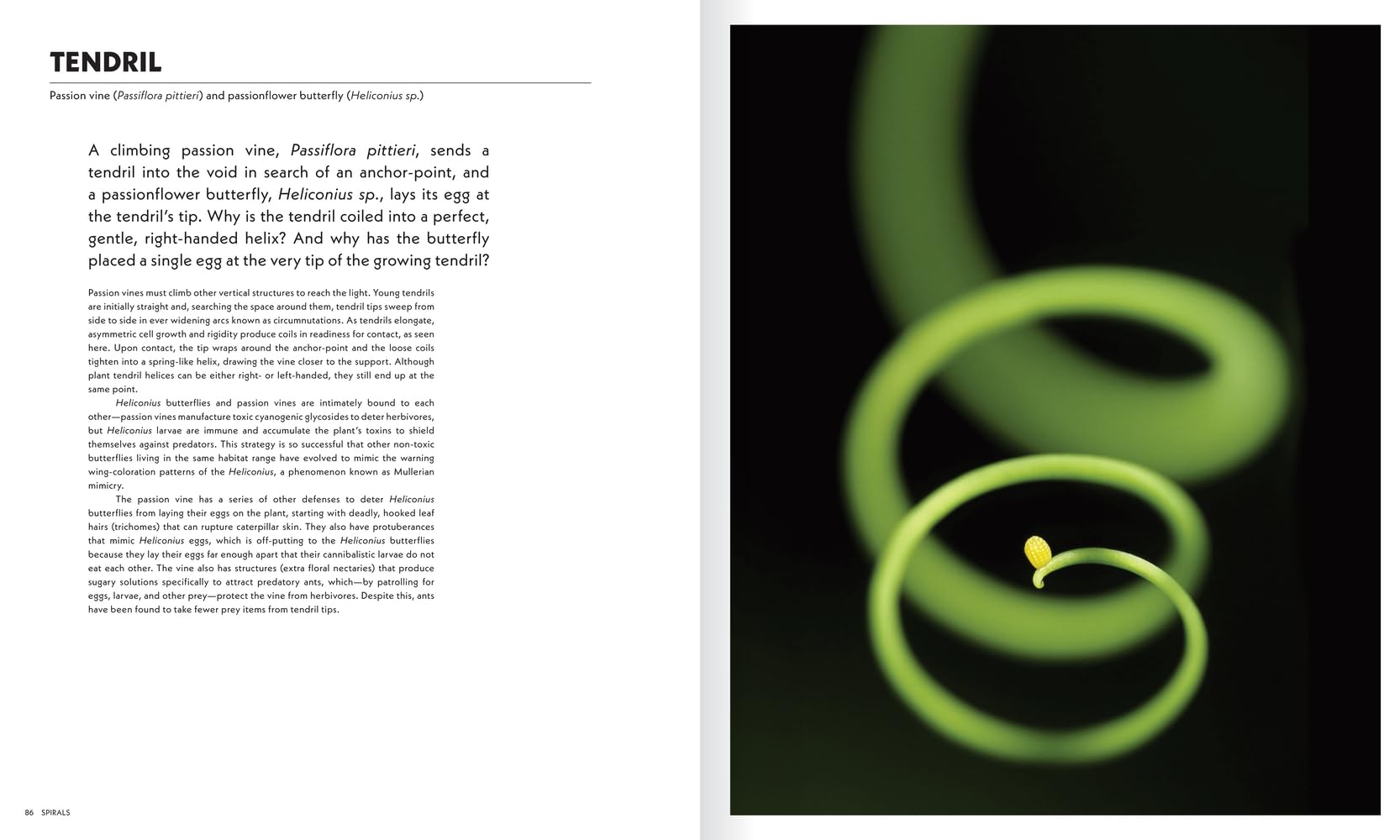 The Shape of Nature: Intricate Patterns of Life