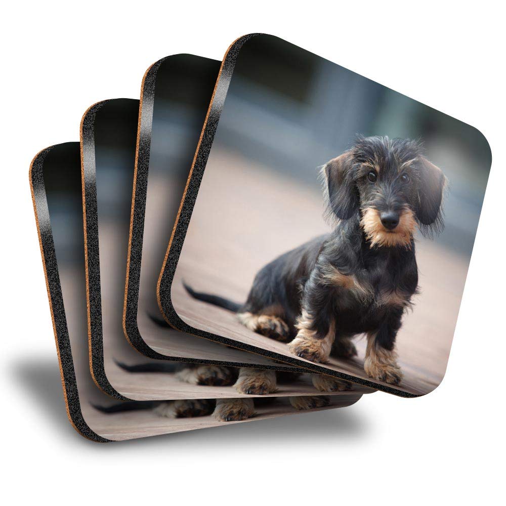 Destination Vinyl Ltd Multicolor Great Coasters (Set Of 4) Square - Wire Haired Dachshund Puppy Drink Glossy Coasters/Tabletop Protection For Any Table Type #2730