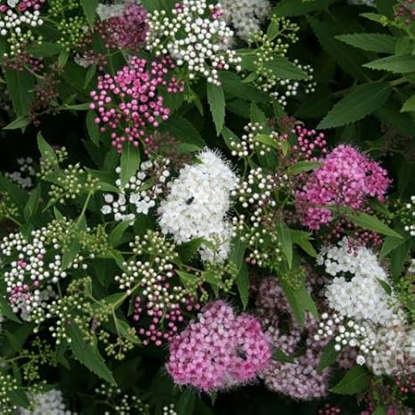 Amazon シモツケ 源平 ゲンペイ 5号ポット 縁起の良い紅白の花を咲き分ける低木 Diy 工具 ガーデン