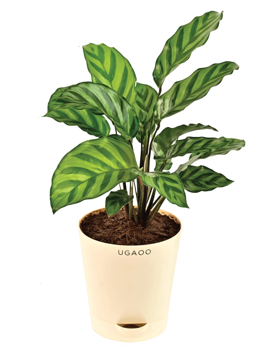 See full amazon price history chart for UGAOO Calathea Freddie Natural Live Indoor Plant with Pot - Medium UGAOO Calathea Freddie Natural Live Indoor Plant with Pot - Medium (B0B74QKLNB) Amazon Price History, Amazon Price Tracker