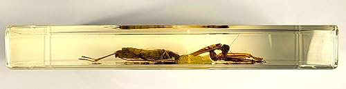 Miniatura 187 de Escarabajo de algodoncillo azul cobalto real de 1.732 in en espécimen de resina de lucita cristalina, insectos, insectos preservados, colección