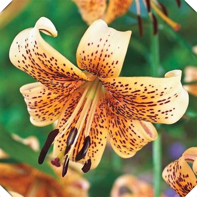 Lily Bulbs=Tiger Lily for Planting Now UK=Perennial Delights for Spectacular Garden Displays【BNSOIDE】-8bulbs-B