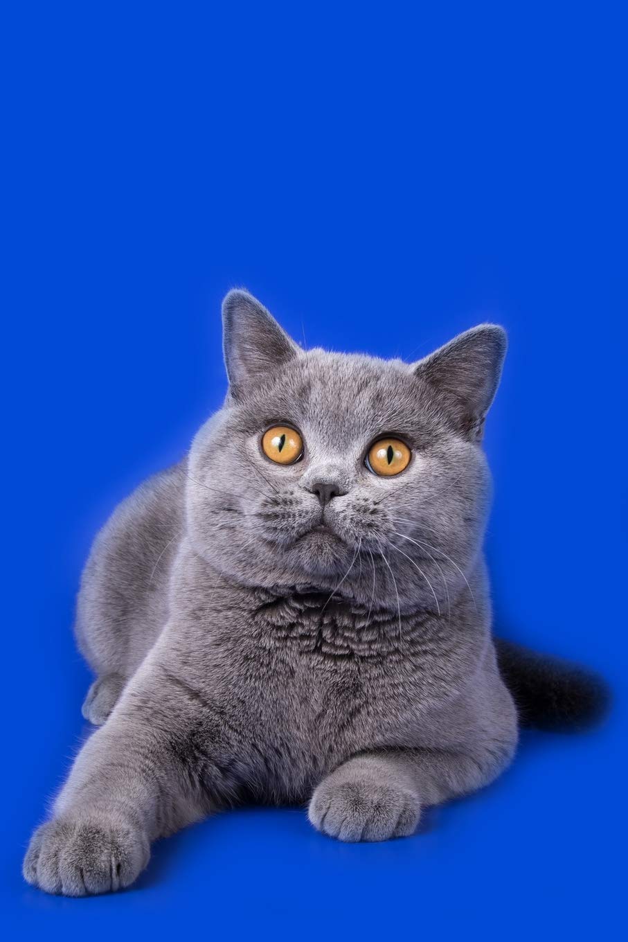 British Shorthair Notebook: Dot Grid Journal, Softcover (6x9 inches) with 120 Pages