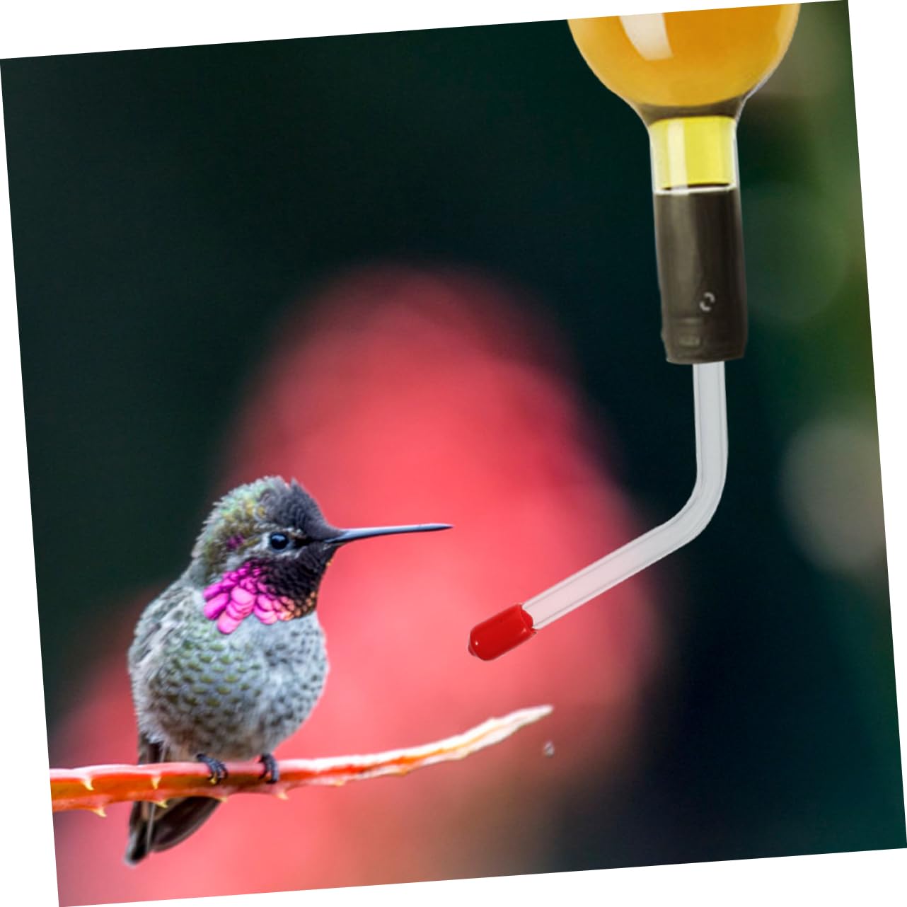 TOYANDONA 3 Series Comedero para Colibríes Bebiendo Alimentador Comedero Multifunción para Colibríes Sondas De Alimentacion Comederos De Colibrí Bebedero para Pájaros Vidrio 3 Piezas*3