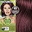 4M. Chestnut Mahogany Brown