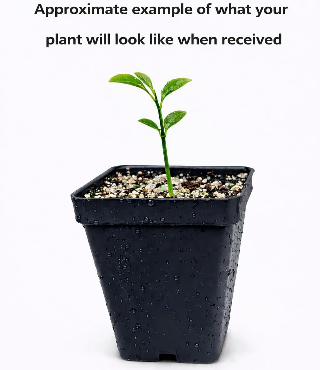 Live Meyer Lemon Tree - 2-5 Inch Tall Live Plant - Potted Seedling - Yellow Lemon Fruit Plant - Citrus x meyeri