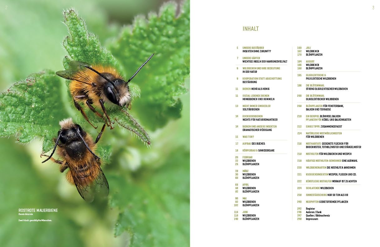 WILDBIENENHELFER: Wildbienen & Blühpflanzen
