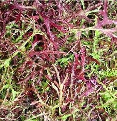 500 semillas de mostaza roja Mizuna Wicks Garden Seeds