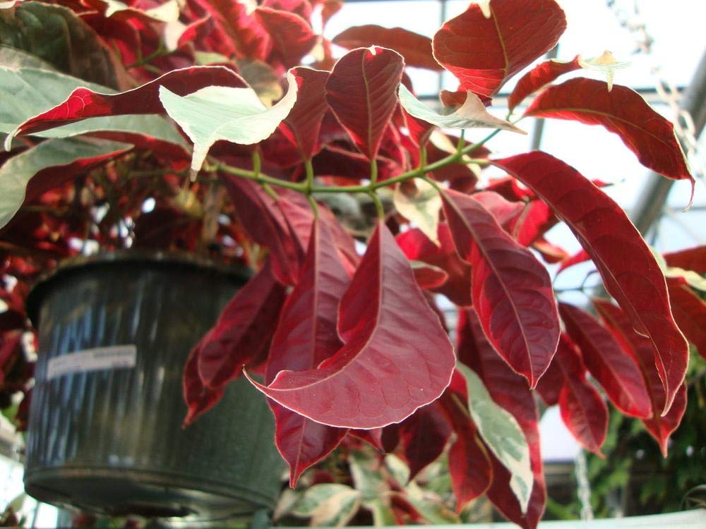 Creative Farmer Live Shrub Plant Chinese Croton Jungle Fire Evergreen for Roof Gardening Plant(1 Healthy Live Plant)