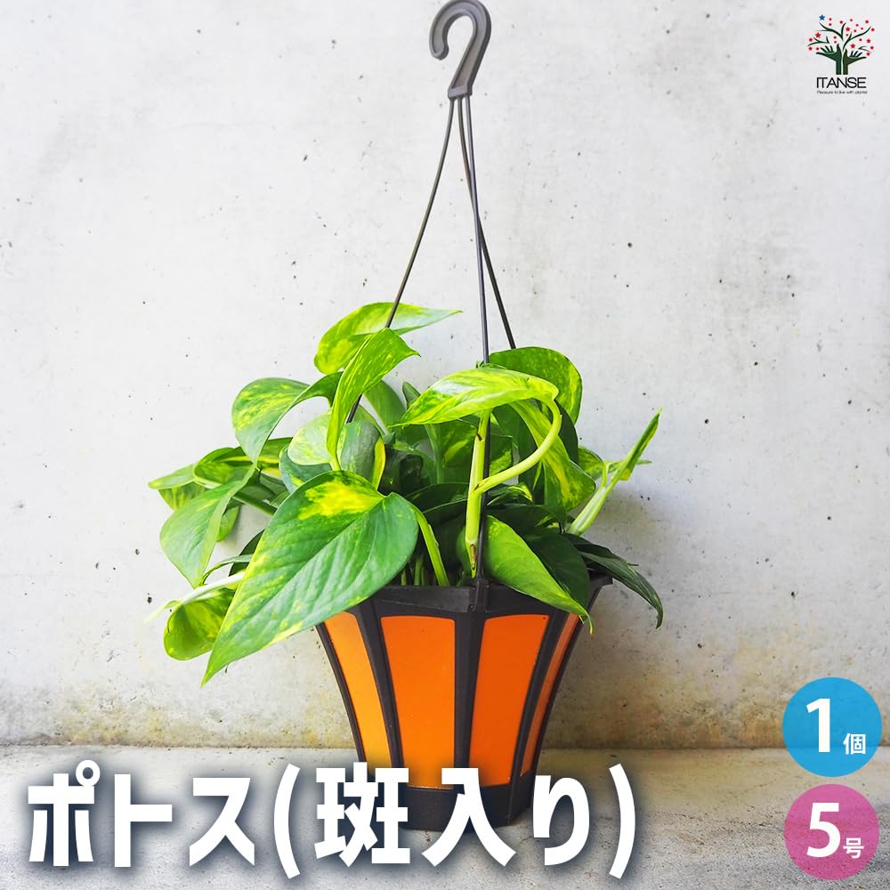 Amazon｜ITANSE ポトス (斑入り) 5号 1個売り 品種で選べる観葉