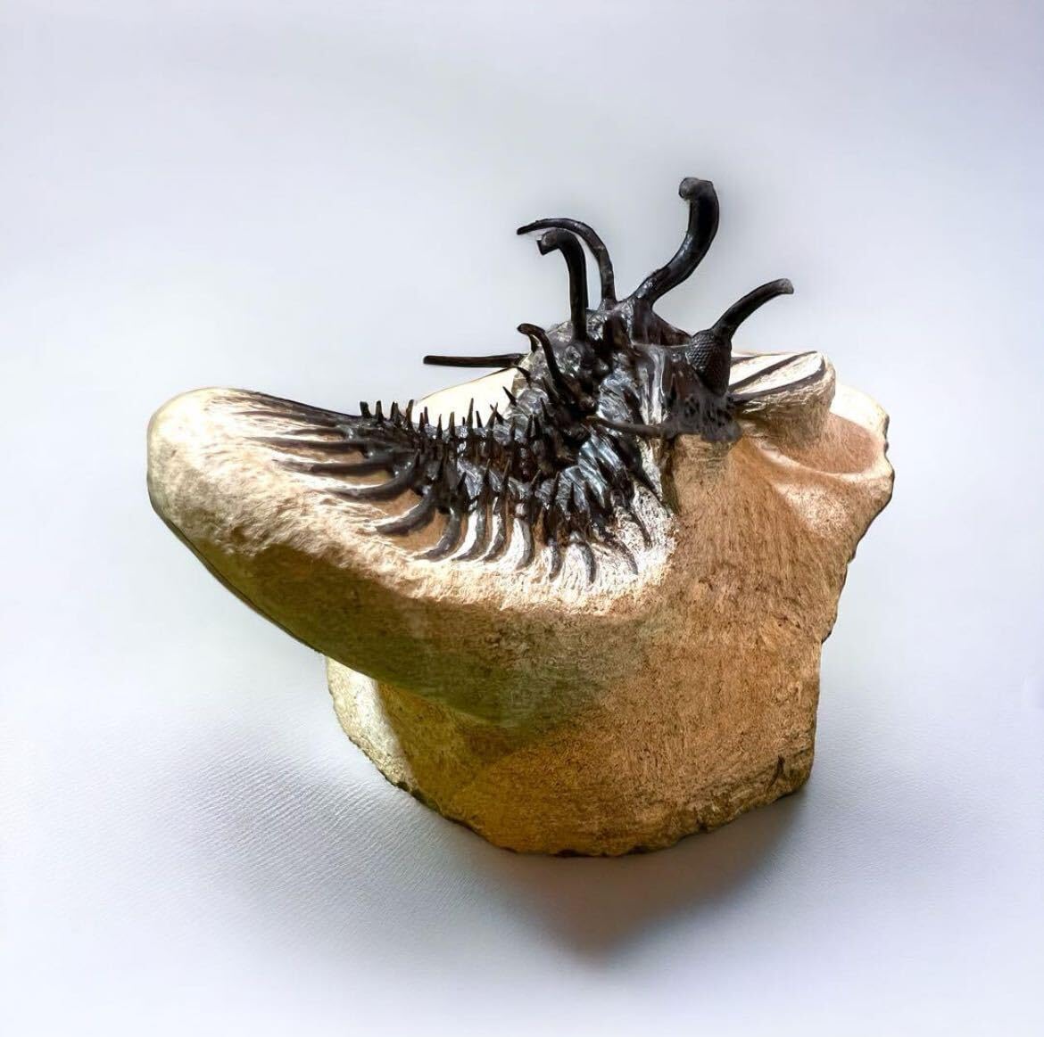 Amazon | WalliseropsLindoeiモロッコの三葉虫化石 303 | 化石・発掘